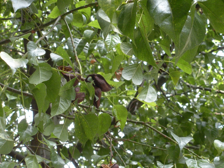 Albero da determinare - Brachychiton (populneus